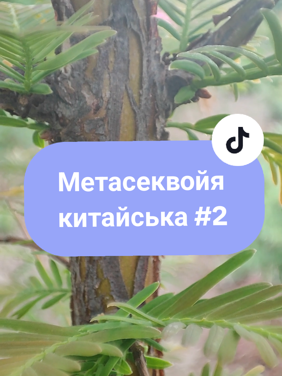 @Юрій Сірук