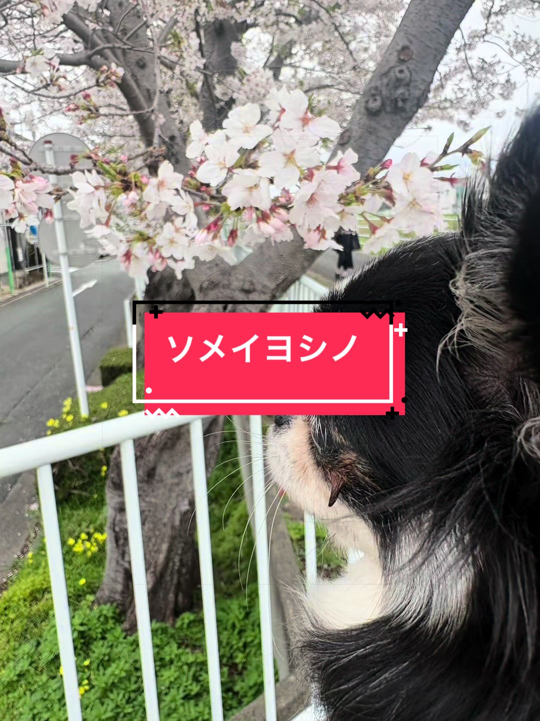 @ニンニン🐶🩵🍀