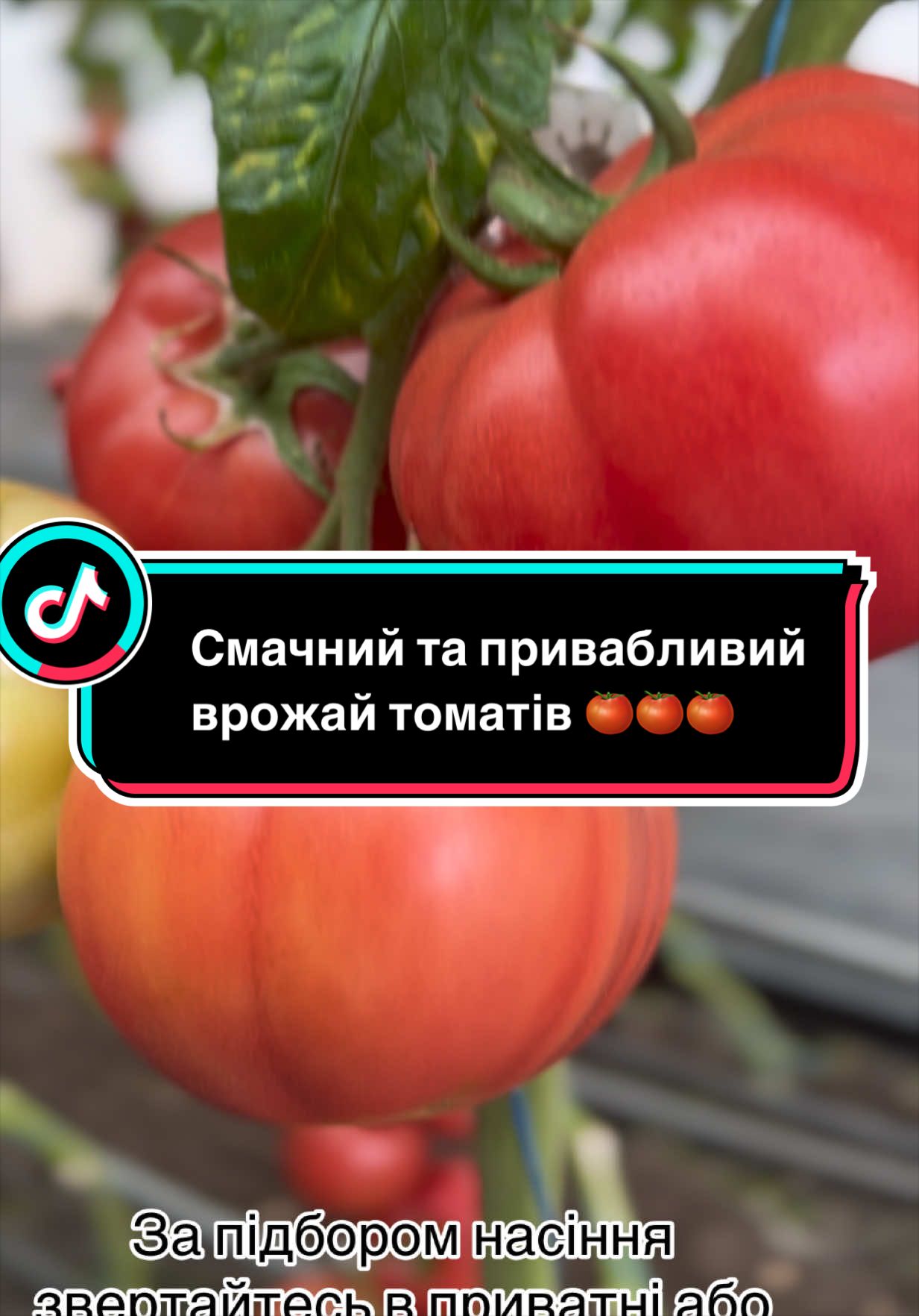@Золотий Гектар|Насіння,Добрива