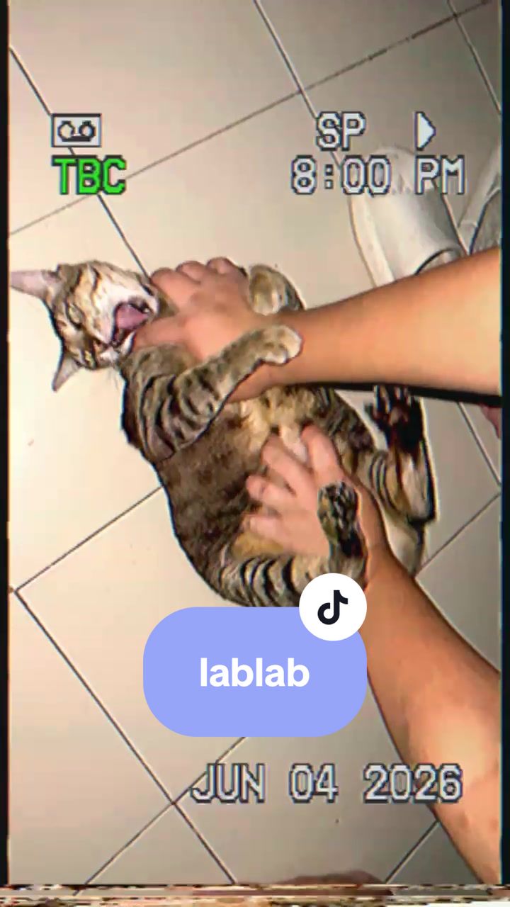 @17meows