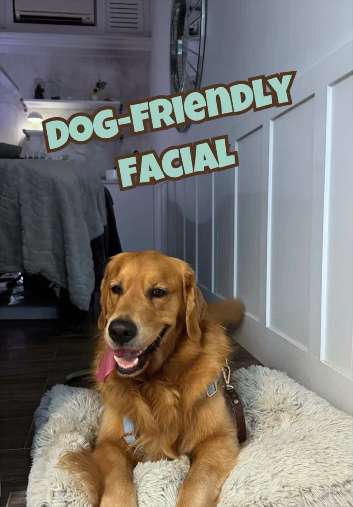 @Brisbane Dog Friendly