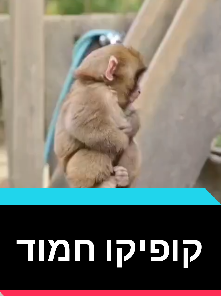 @חשיפות והדלפות ללא צנזורה