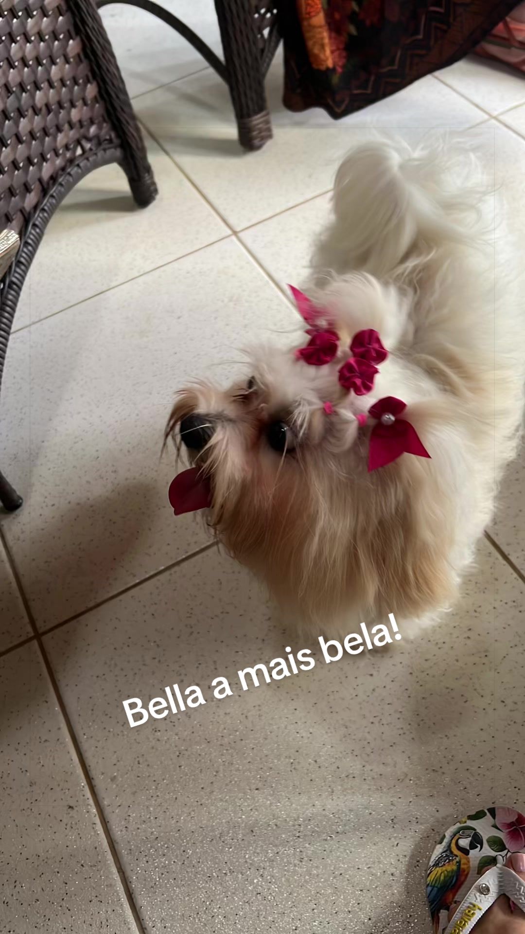 @#Bella#amais#bela.