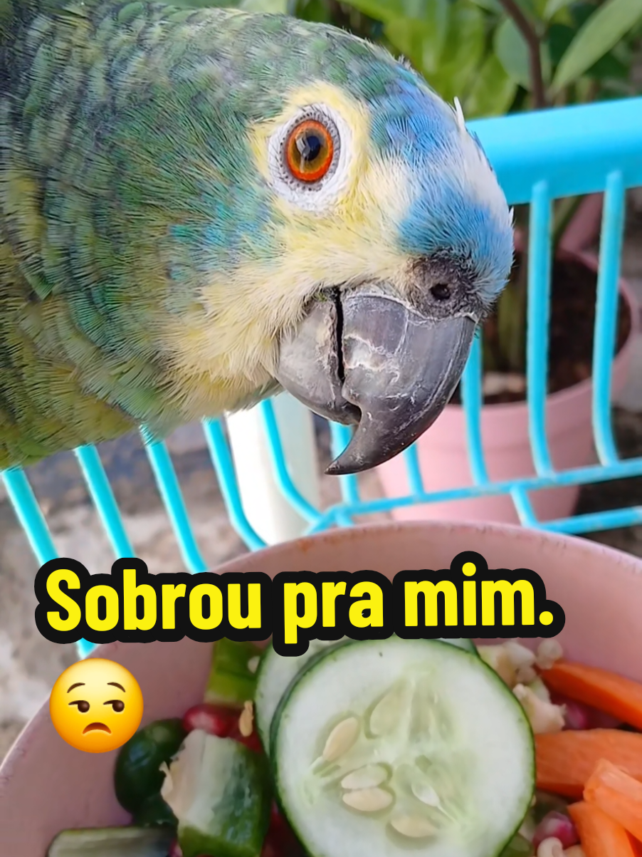 @Papagaio Chico🌽🦜
