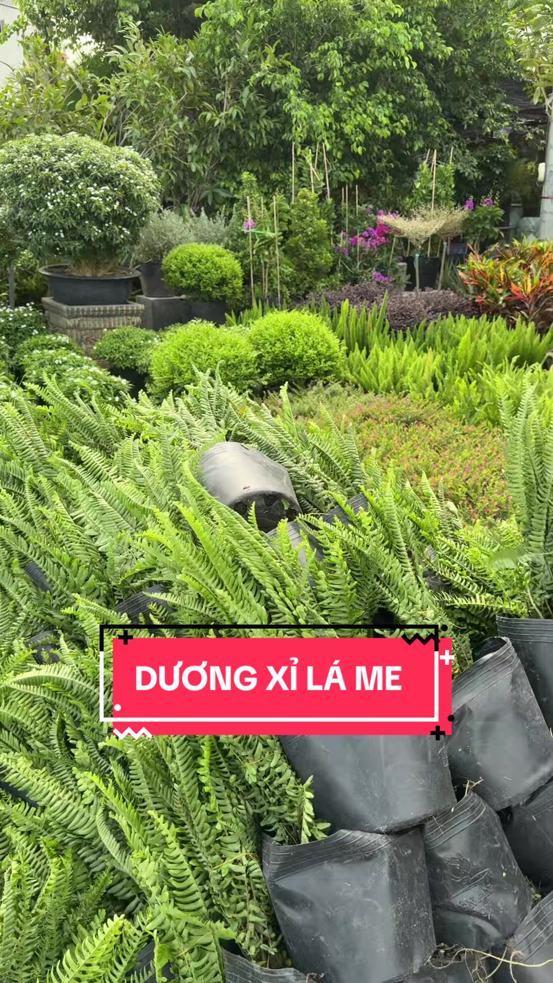 @Cây Xanh Phong Hồng