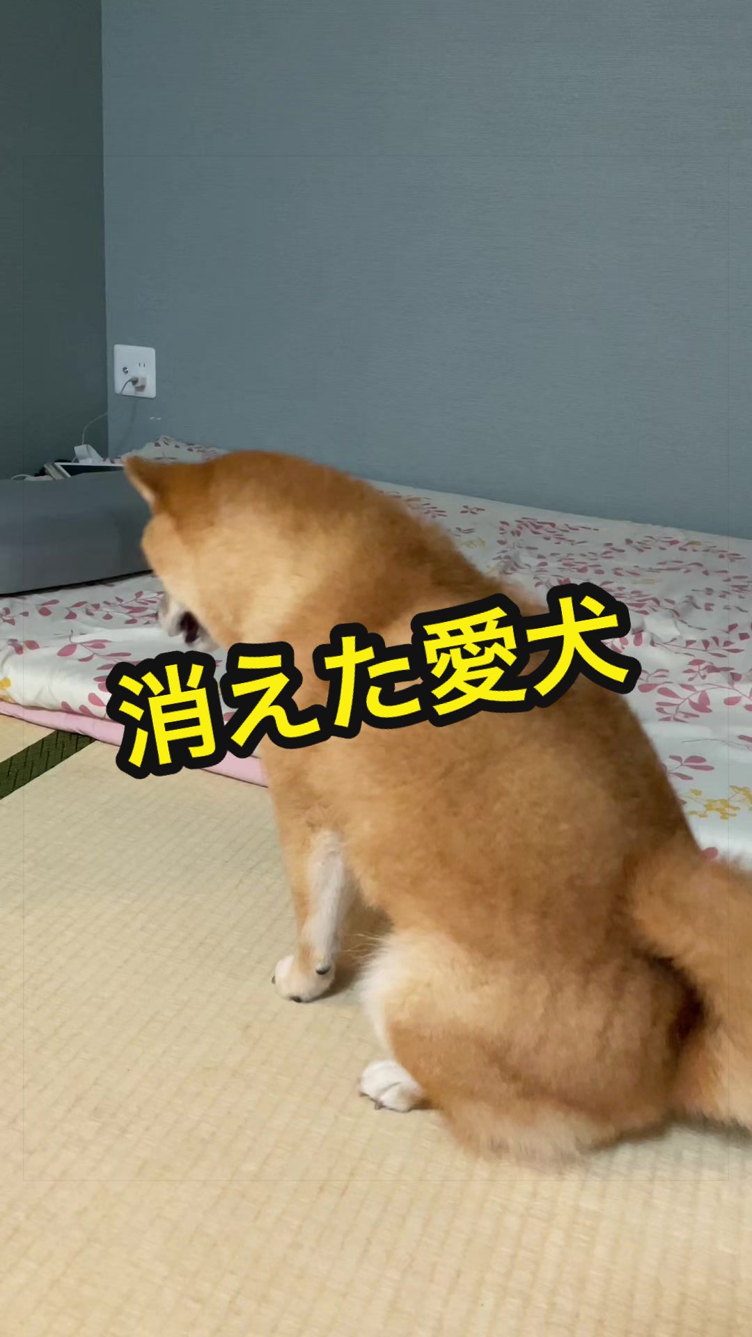 @特に柴犬が好きな人