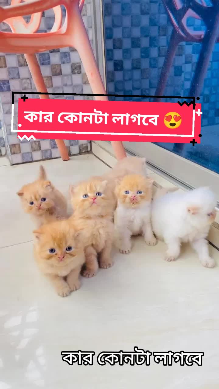 @Persian Cat Society❤️&zwj;🩹