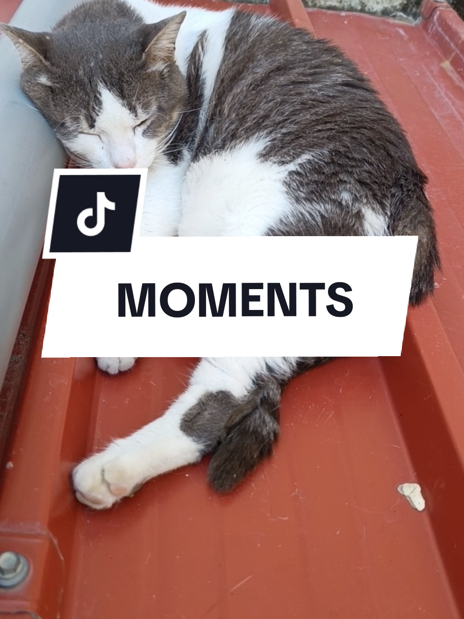 @єℓтση мєнмєтι ✔️