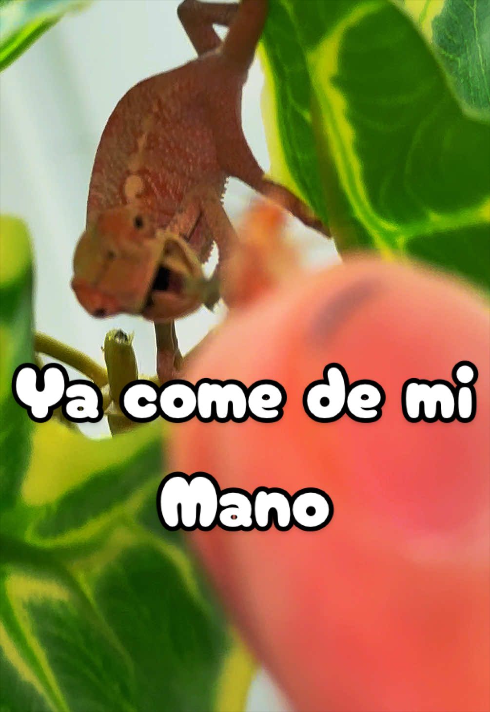 @ReptilMania