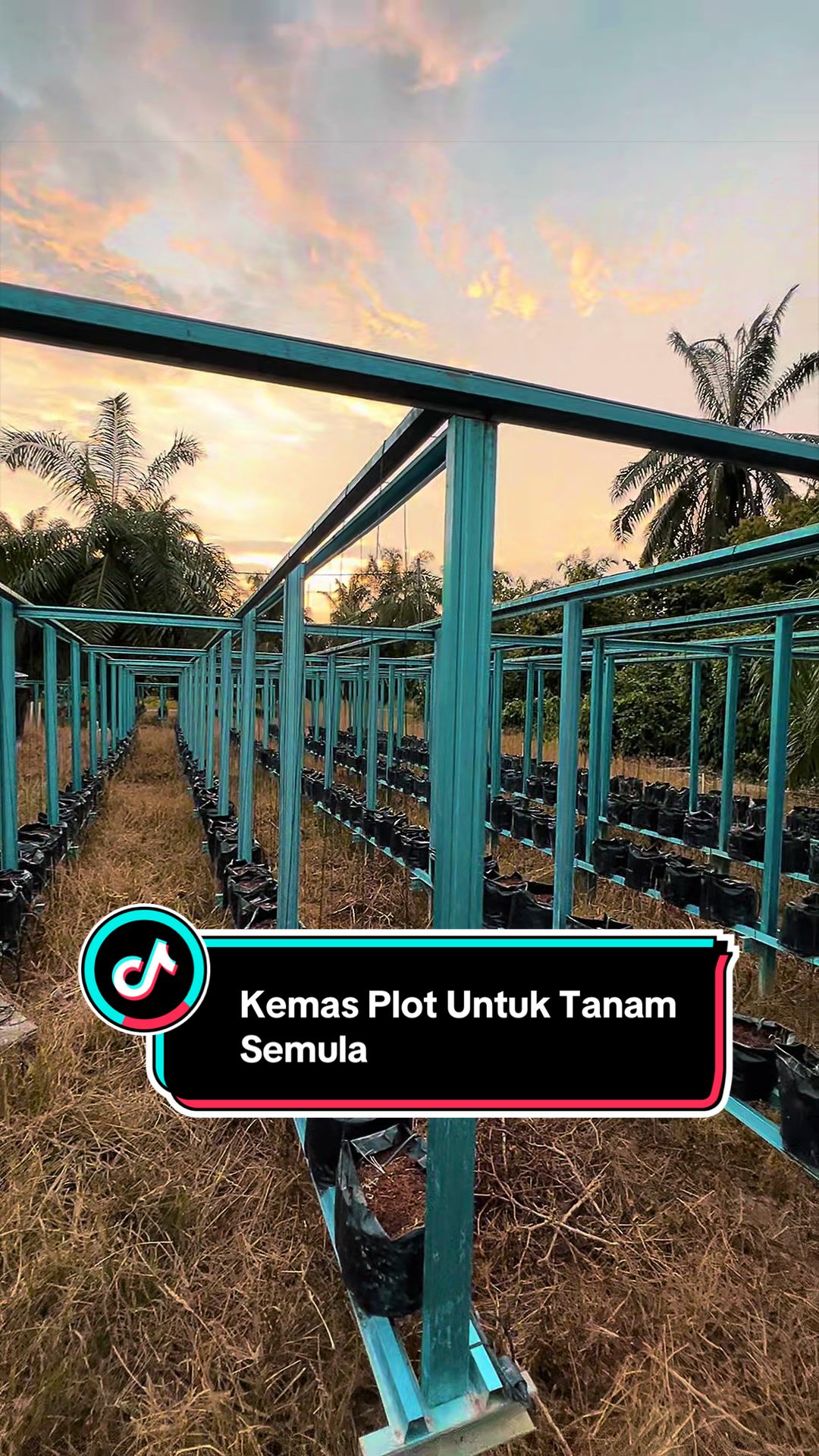 @Khairul Azwan | Petani Muda