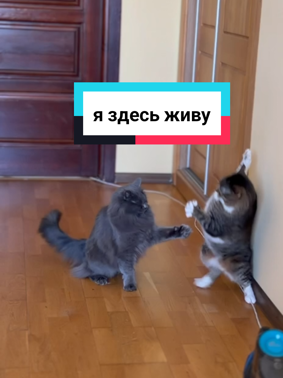 @Феликс & Кото-Семья
