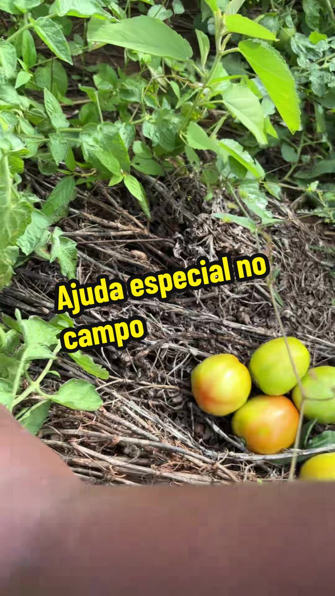 @Felicidade Gotine Firmino
