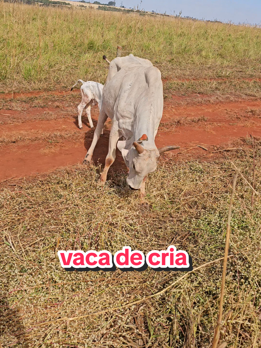 @Geovane neto