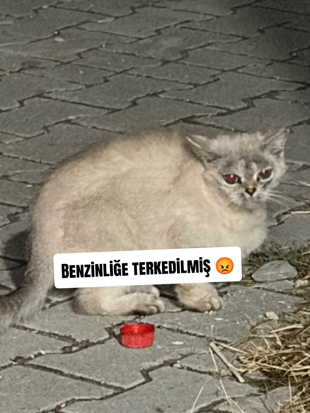@Esma Er
