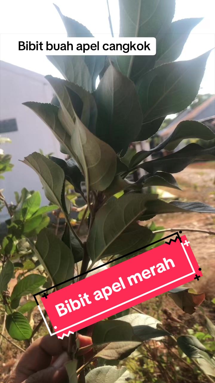 @KUD TANI