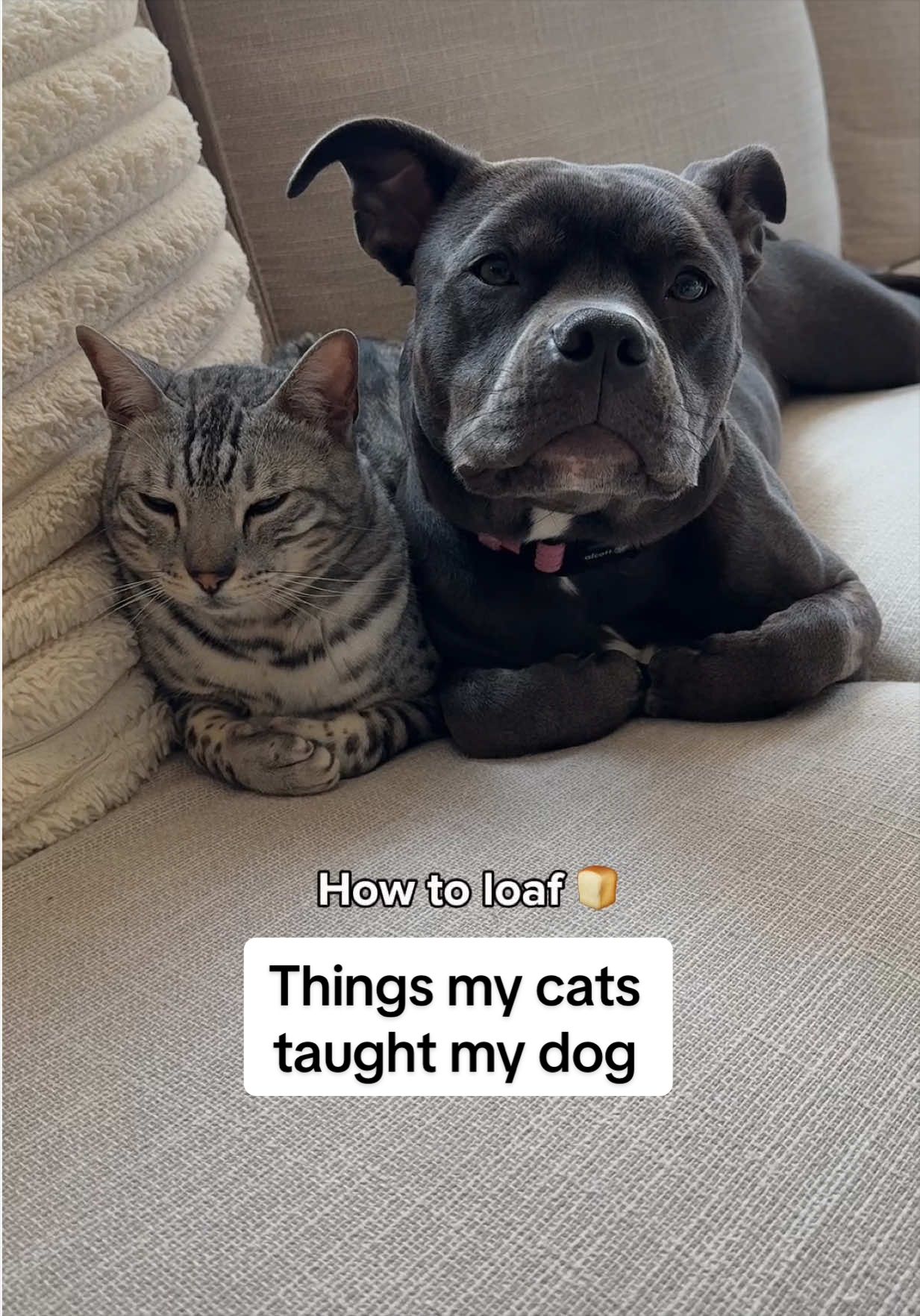 @Luna The Pittie