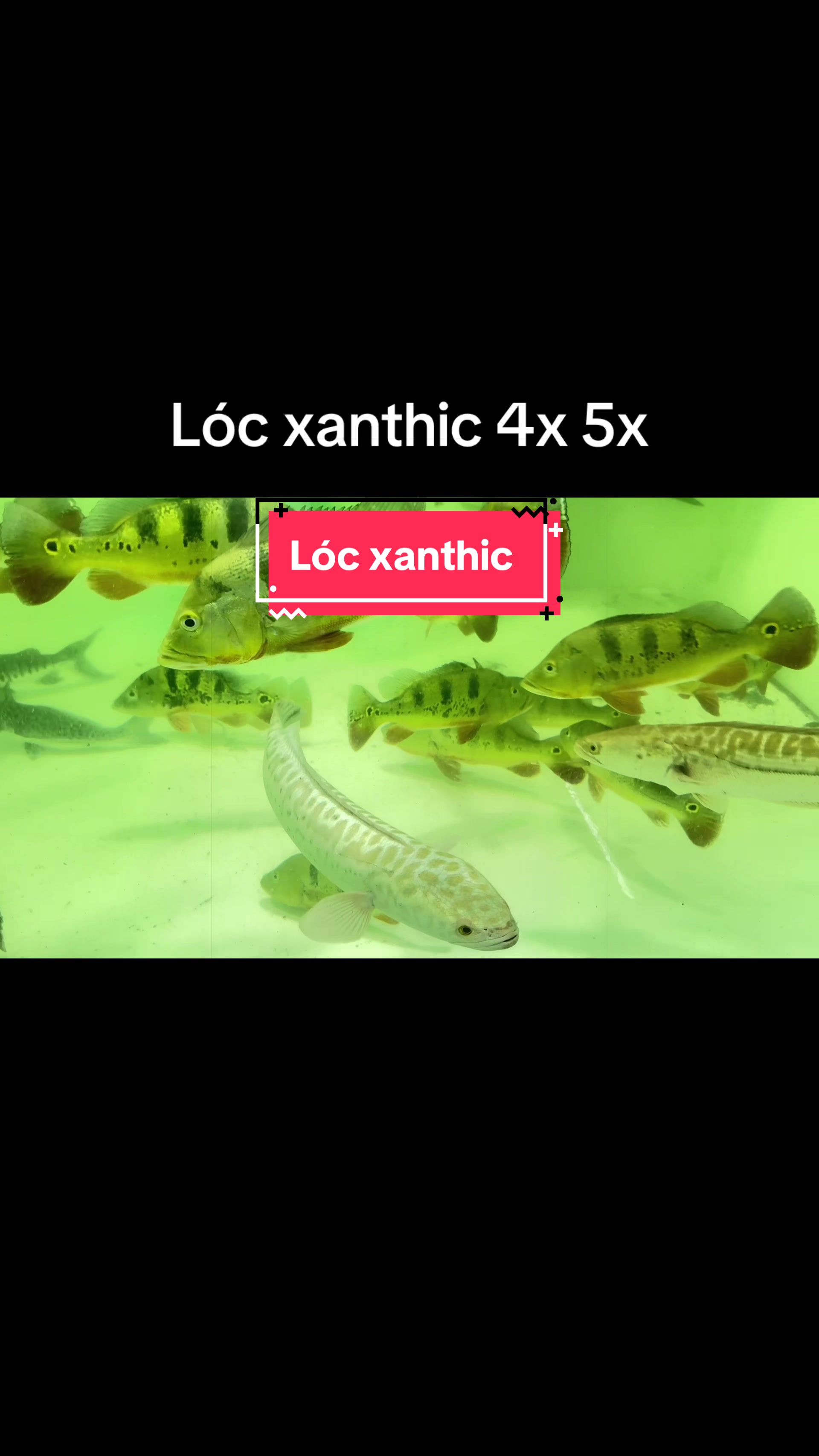 @Ph&aacute;t Đạt B&aacute;n C&aacute; 😎🐠🦈