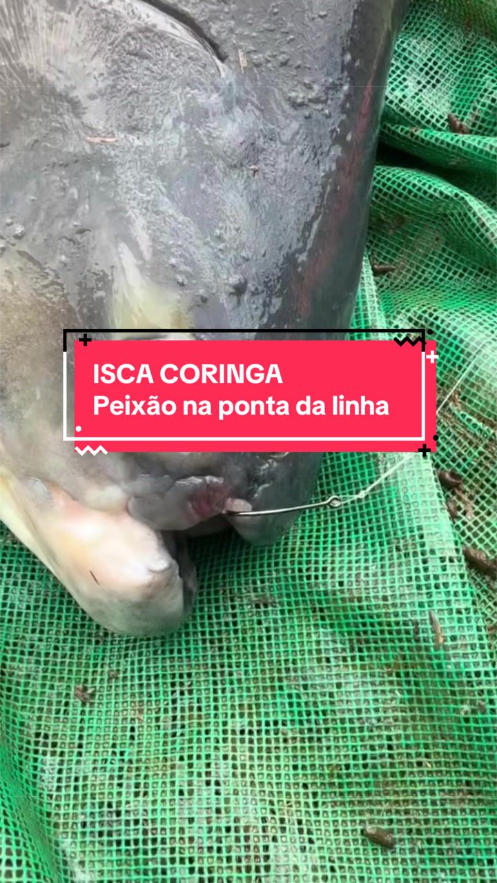 @Dimex Pescador