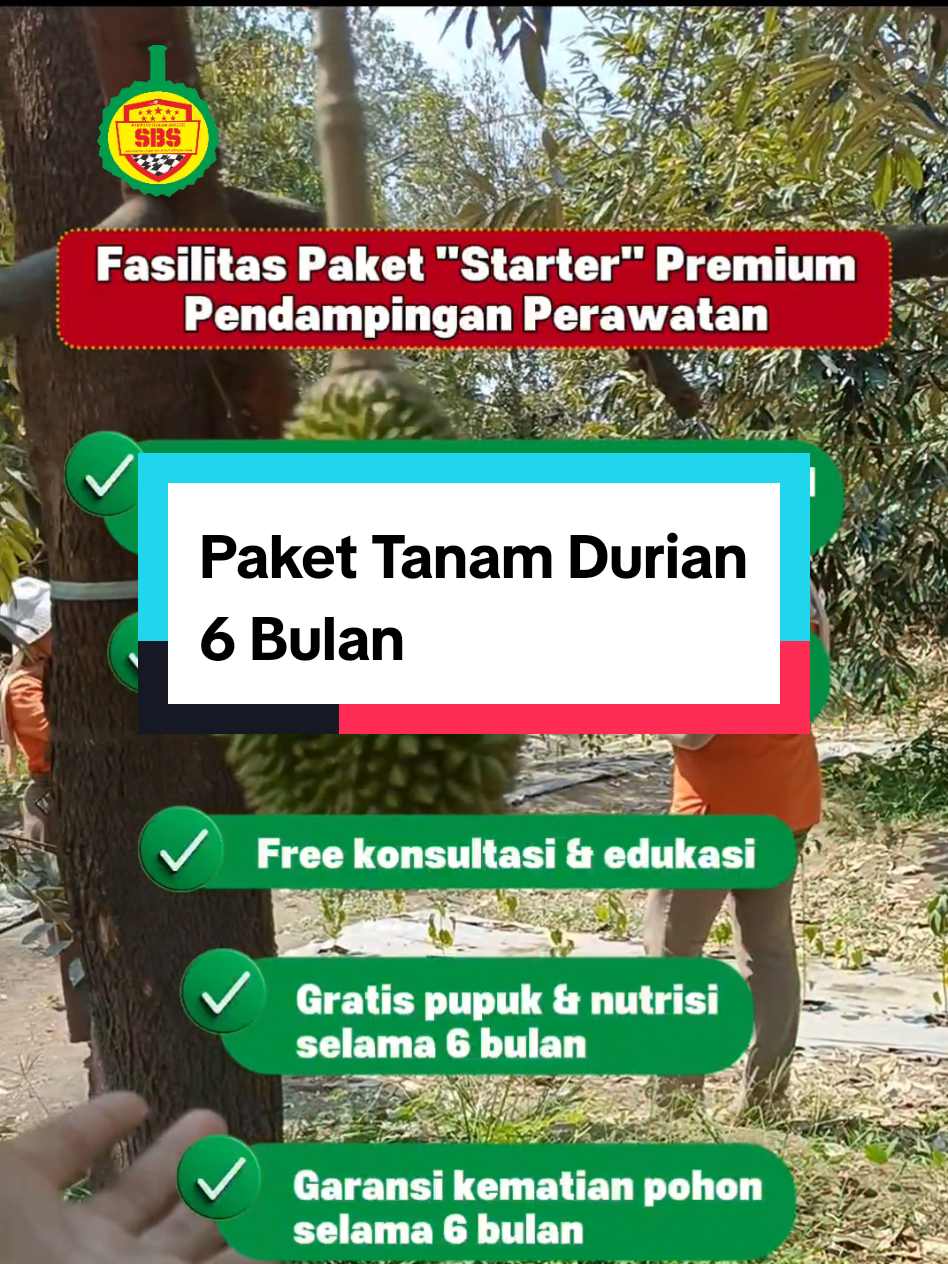 @Produksi Buah_SBS
