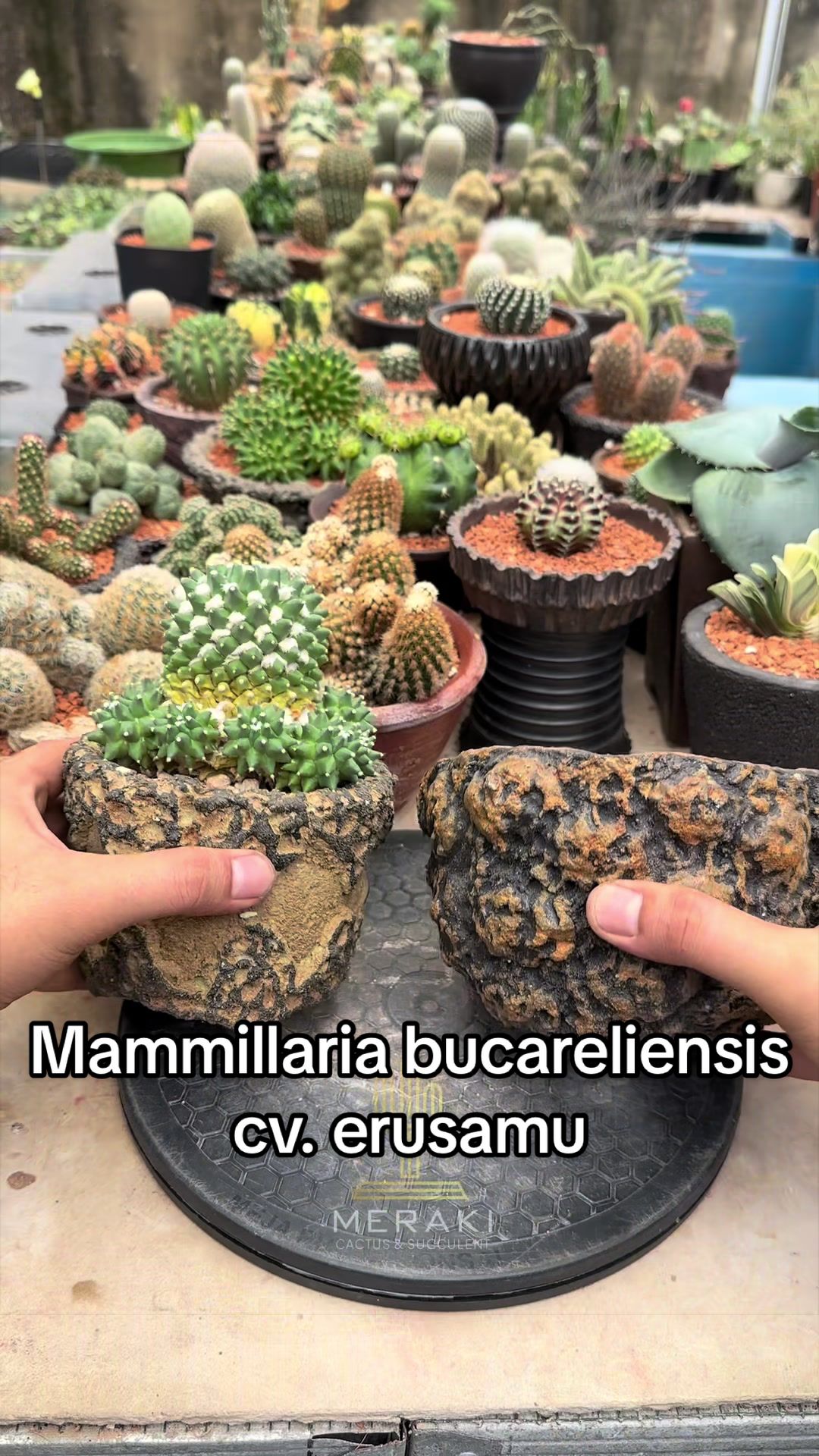@Meraki Cactus