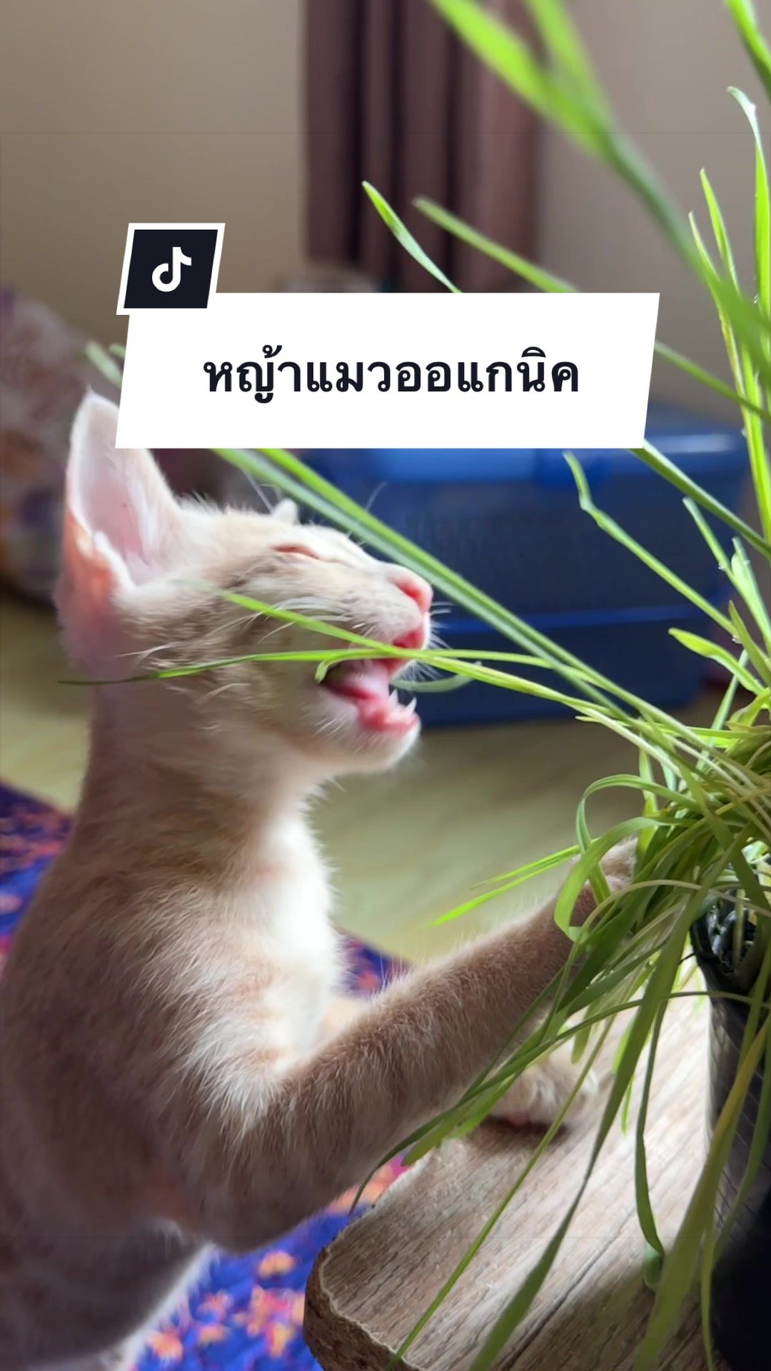 @PB(ผักบุ้ง)