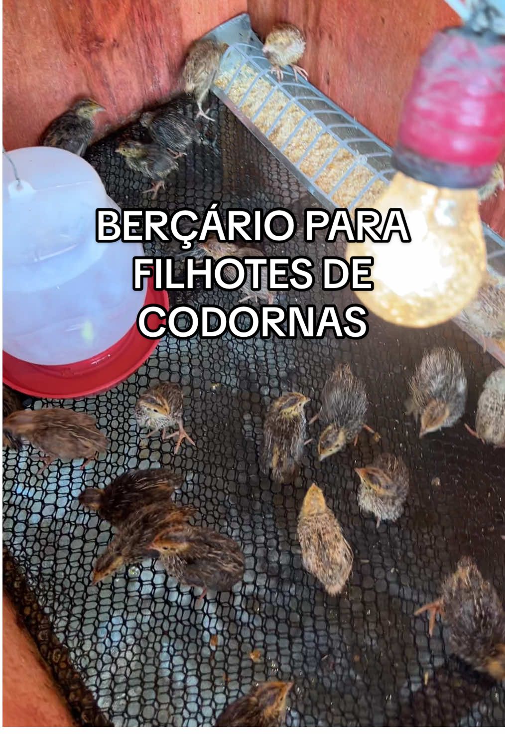 @souza
