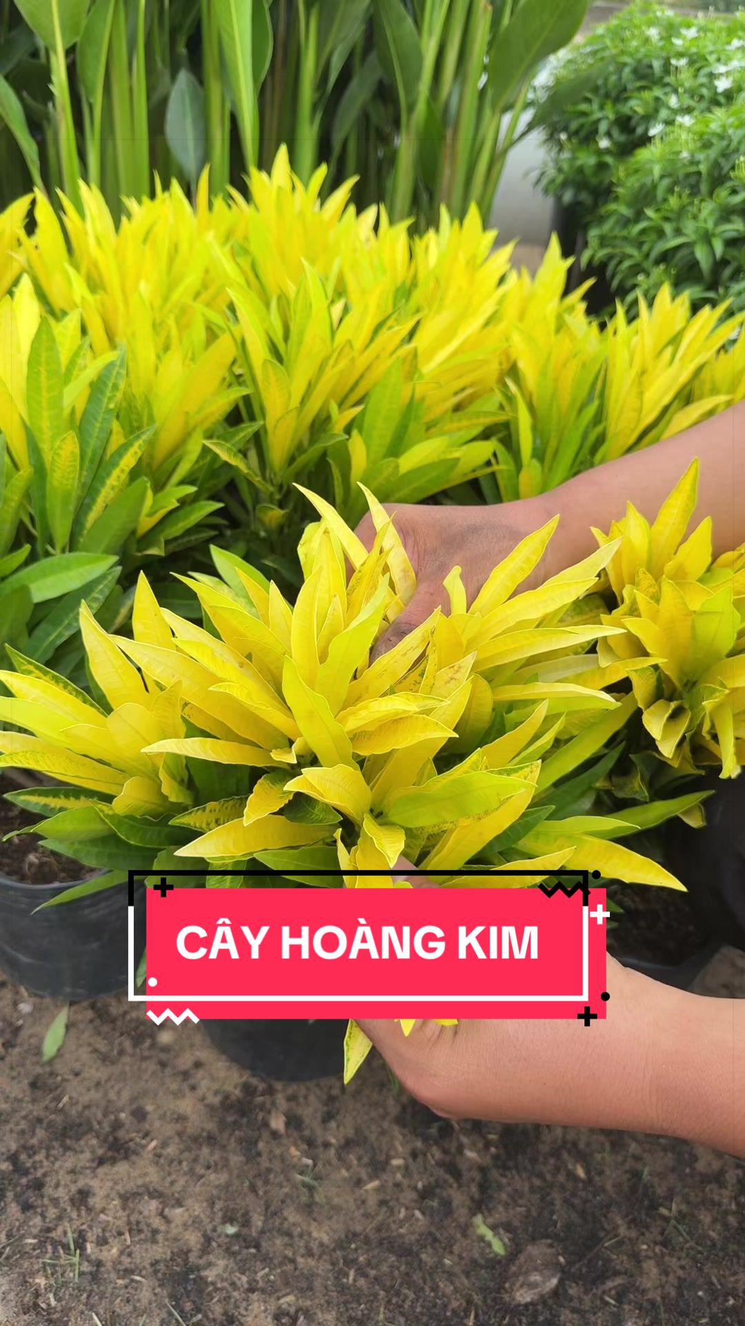 @Cây Xanh Phong Hồng