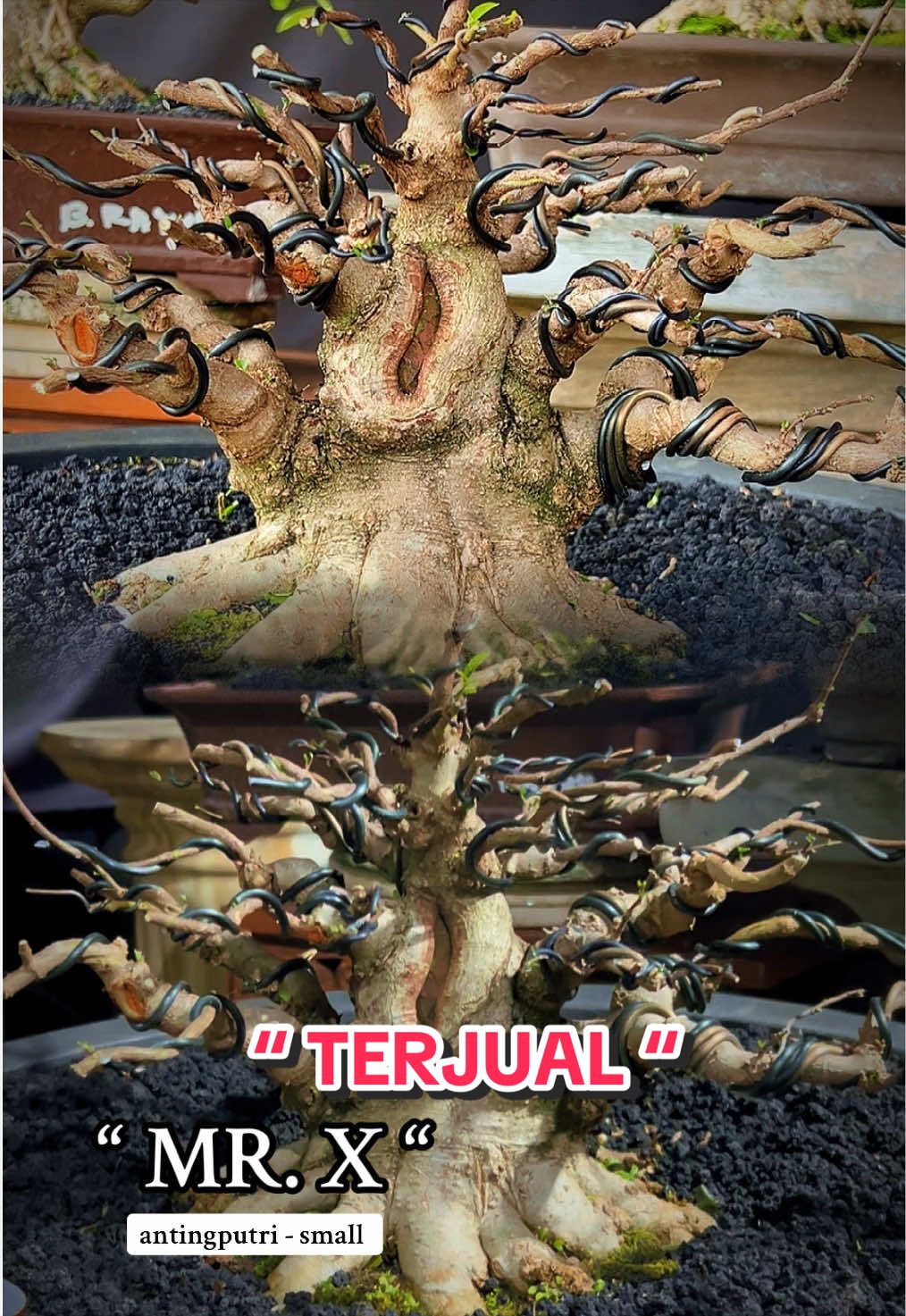 @warbonsai_purwodadi