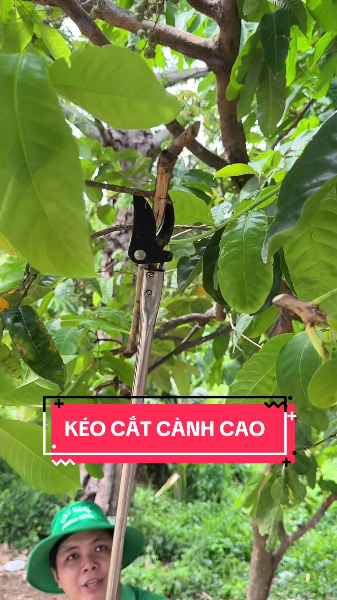 @C&acirc;y Xanh Phong Hồng