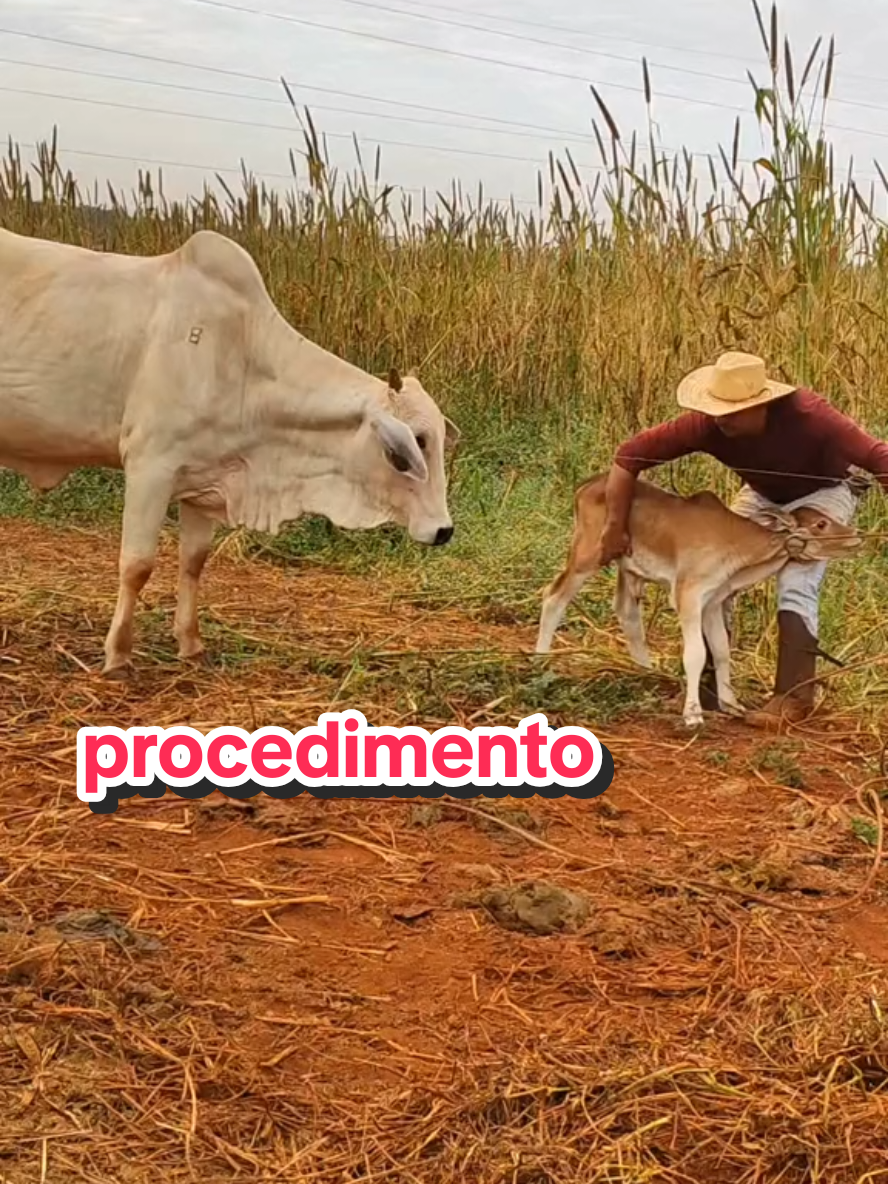 @Geovane neto