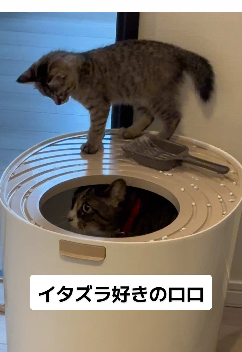 @ルーレオ