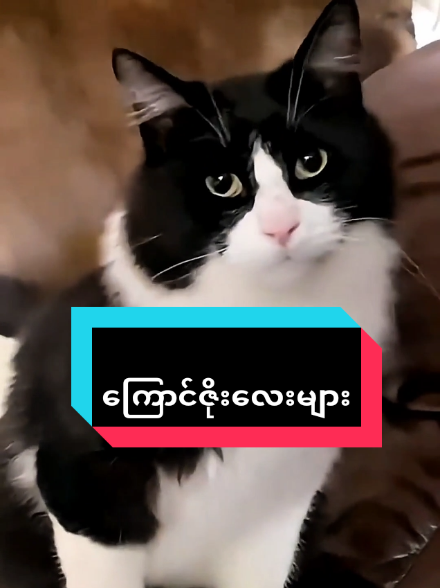 @MeowMagic