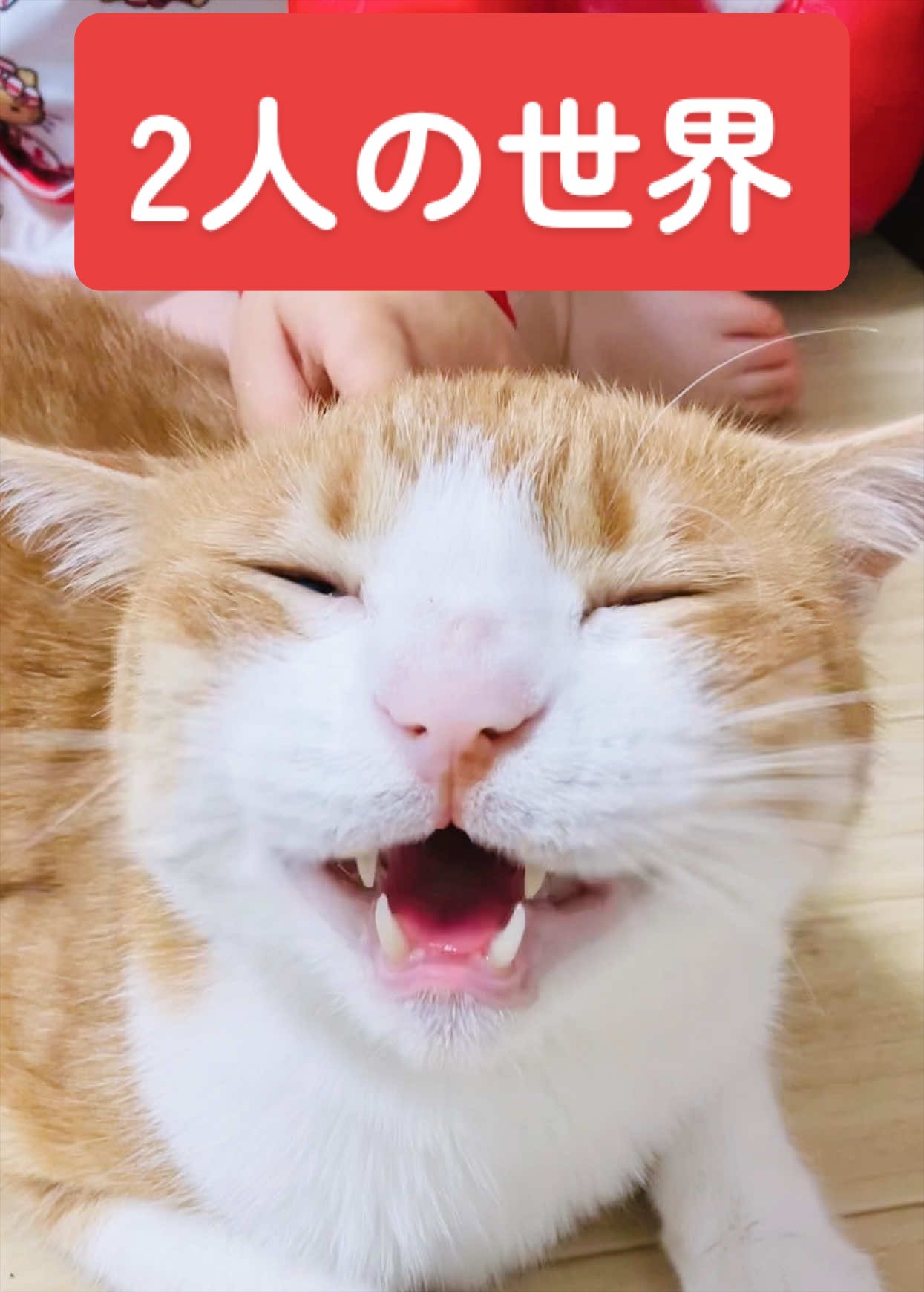 @みーこchannel