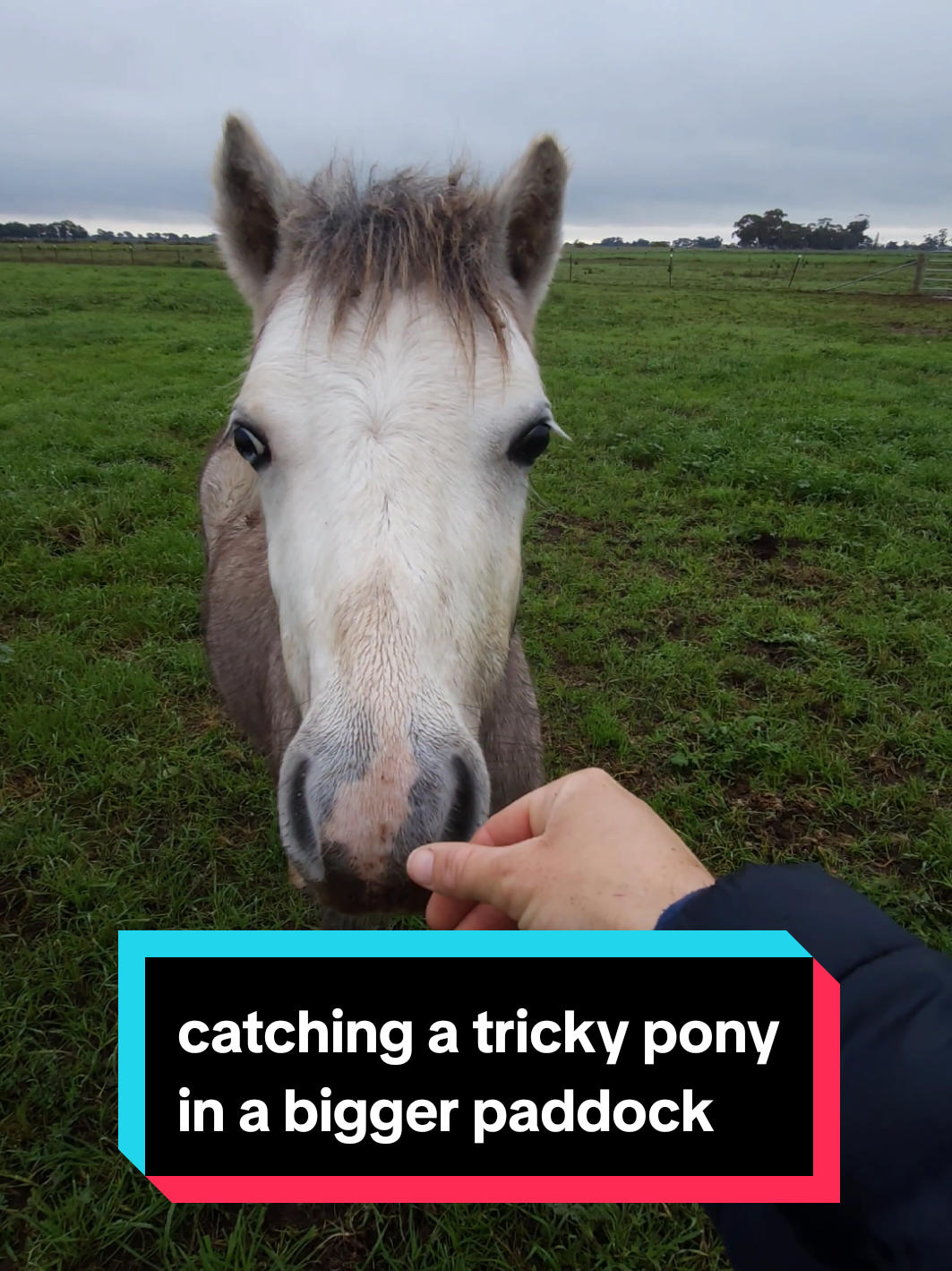 @Jess | Horse trainer