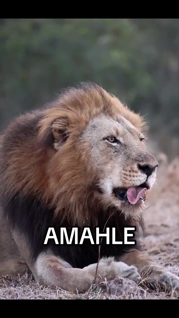 @𝓝 𝓪 𝓲 【Lion Expert】