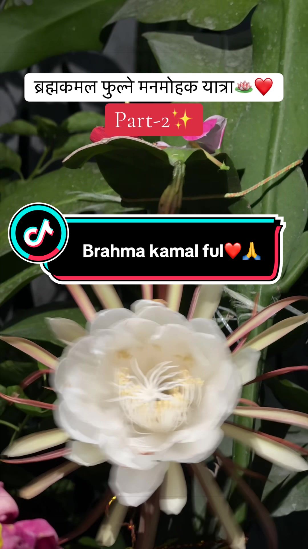 @chhaya koirala khatiwada