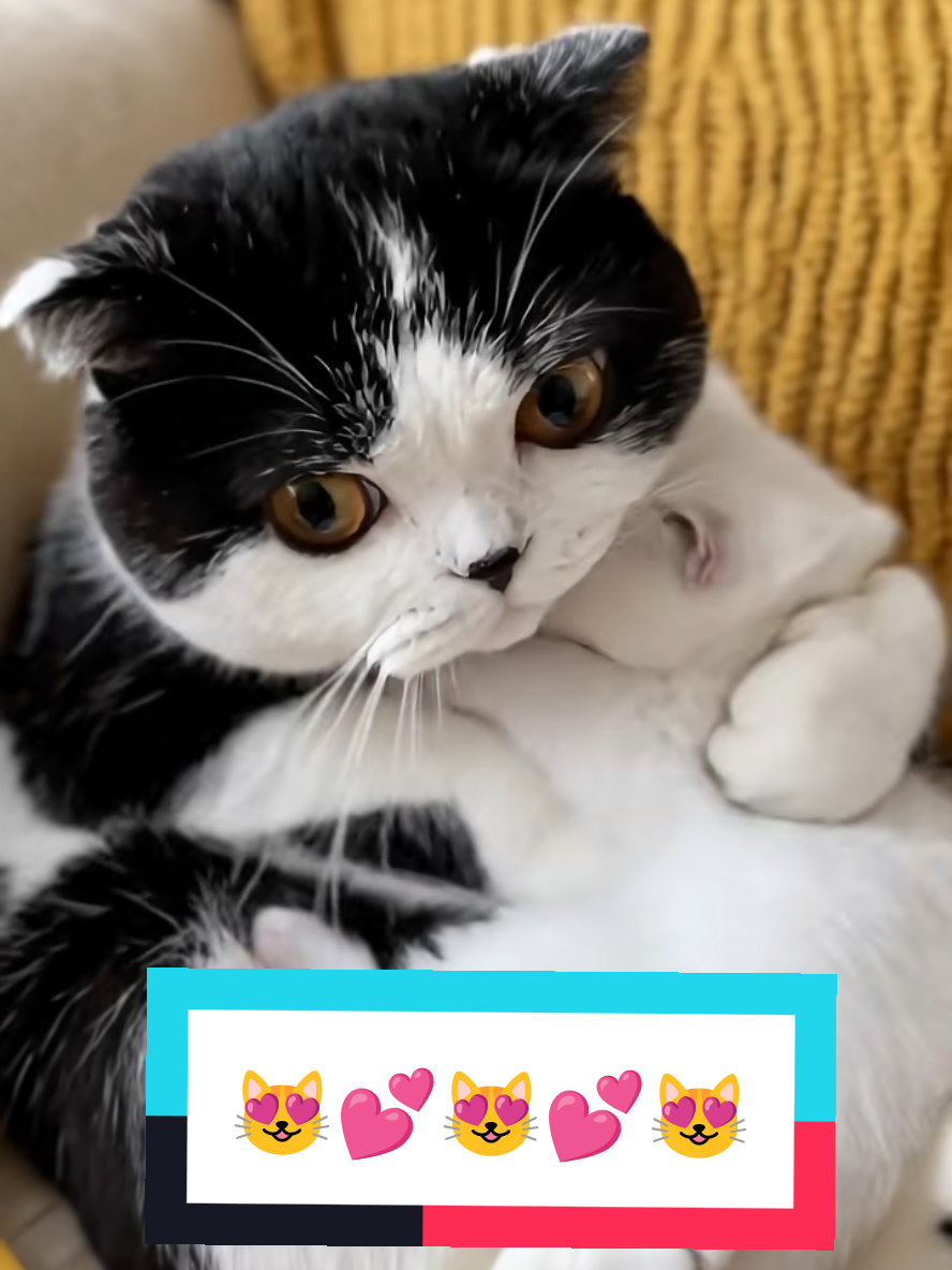 @Gatosetravessuras@10