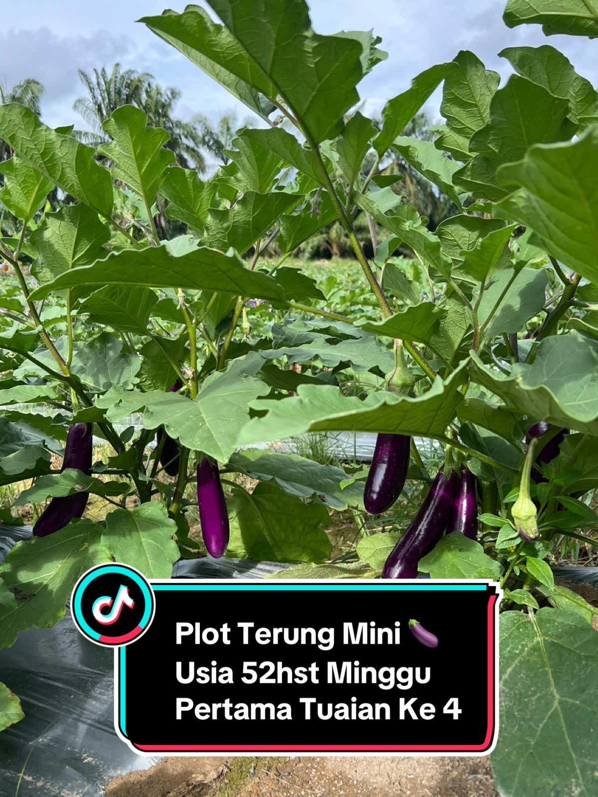 @Khairul Azwan | Petani Muda