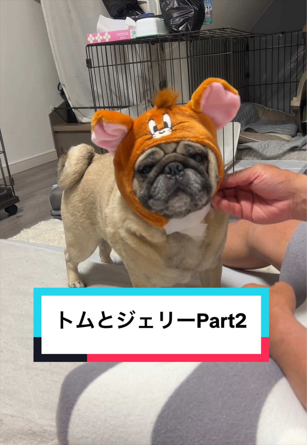 @🐶とん&ぺっぺこぺー🦊