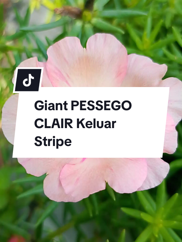@Husna Florist