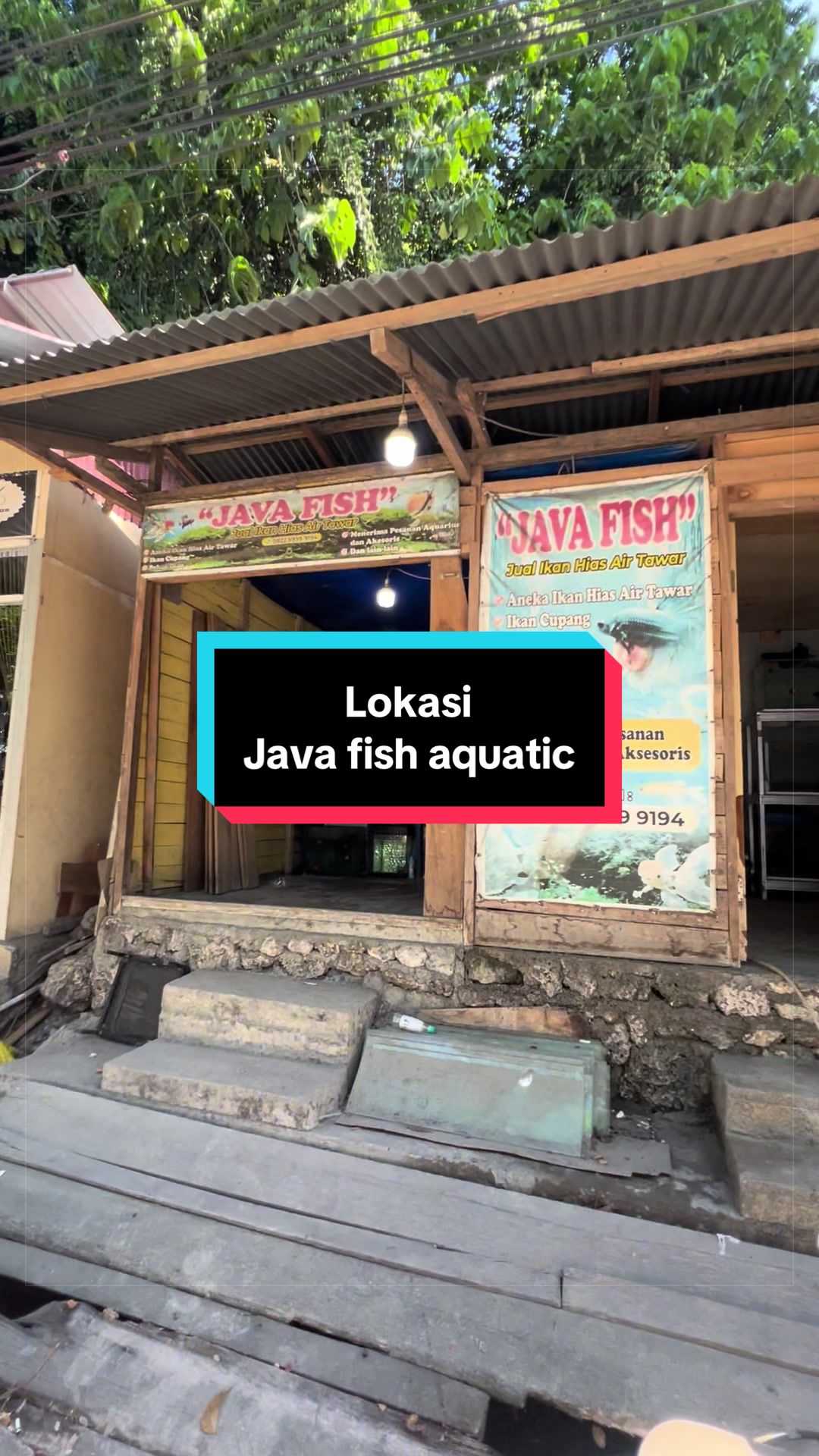 @Java fish aquatic Luwuk