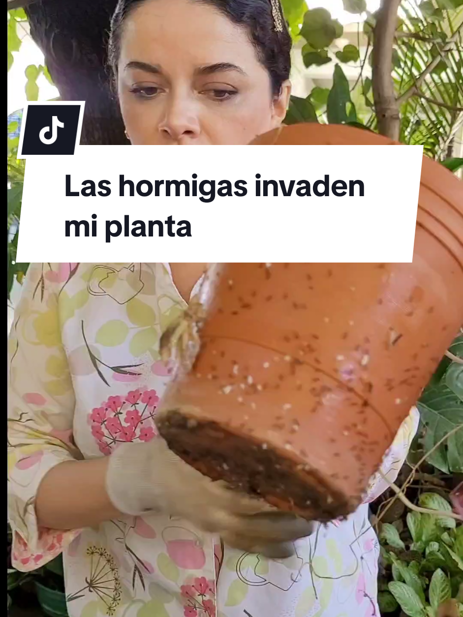 @Plantología🌿