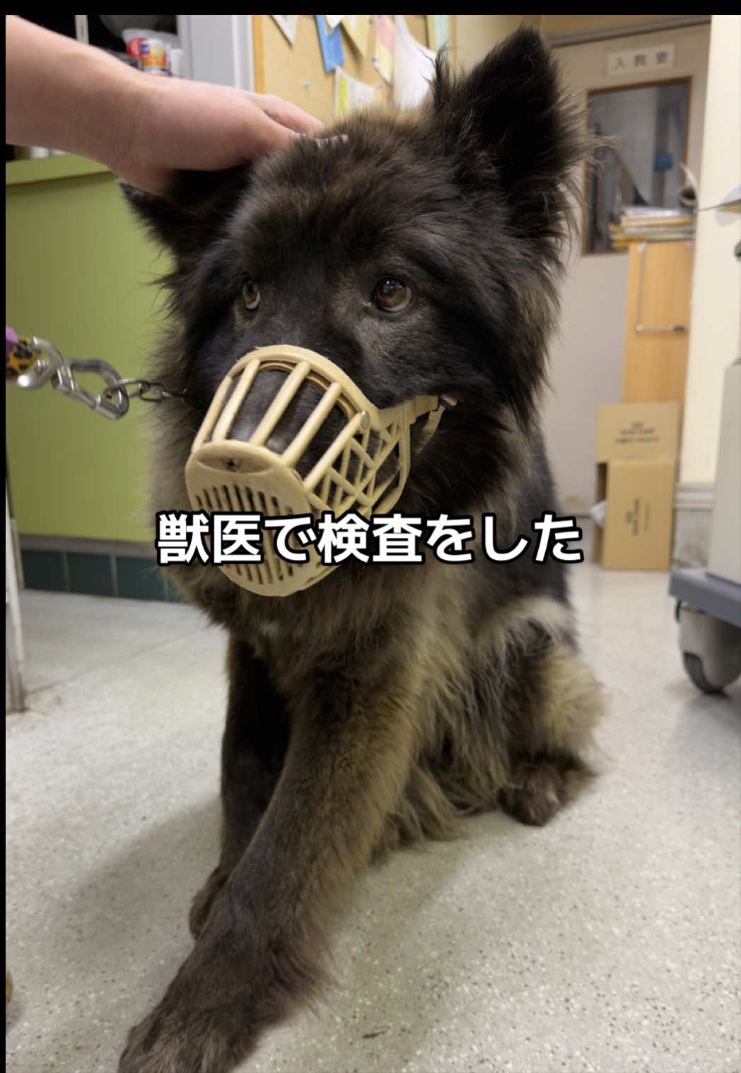 @ローズウルフ/ウルフドッグ犬舎