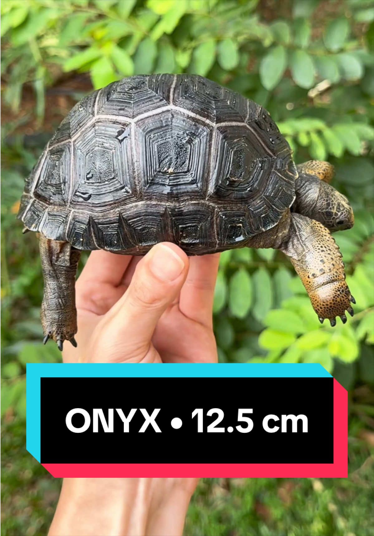 @Tortoisesworld