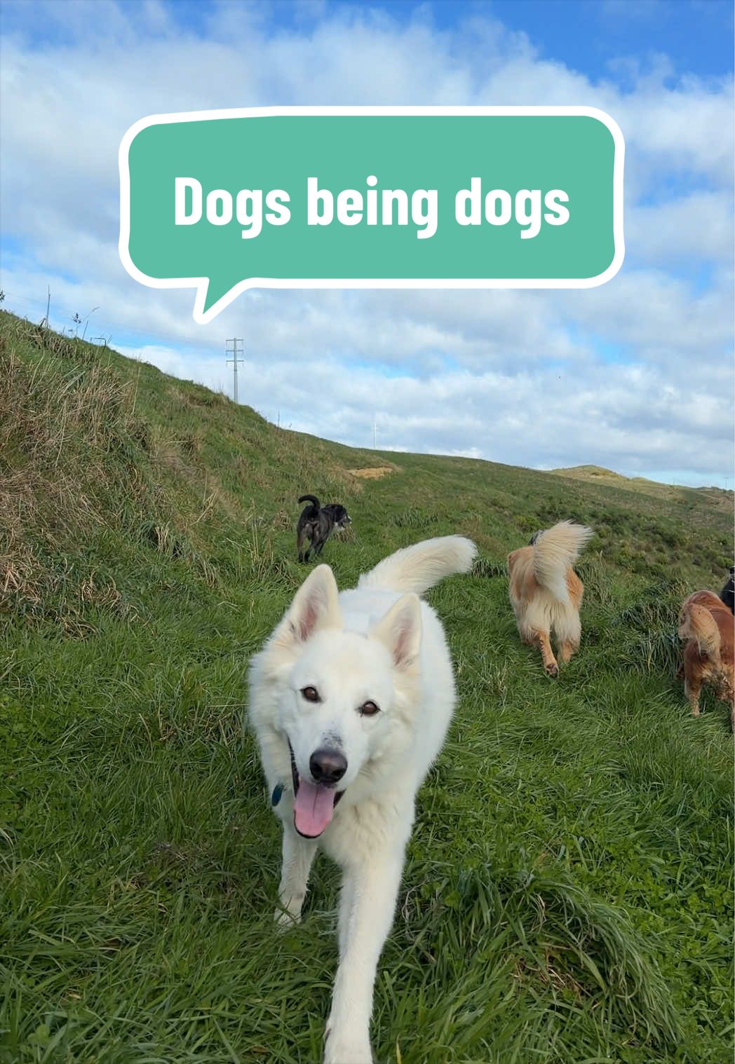 @Beks 🐺 Dog Handler 🇳🇿