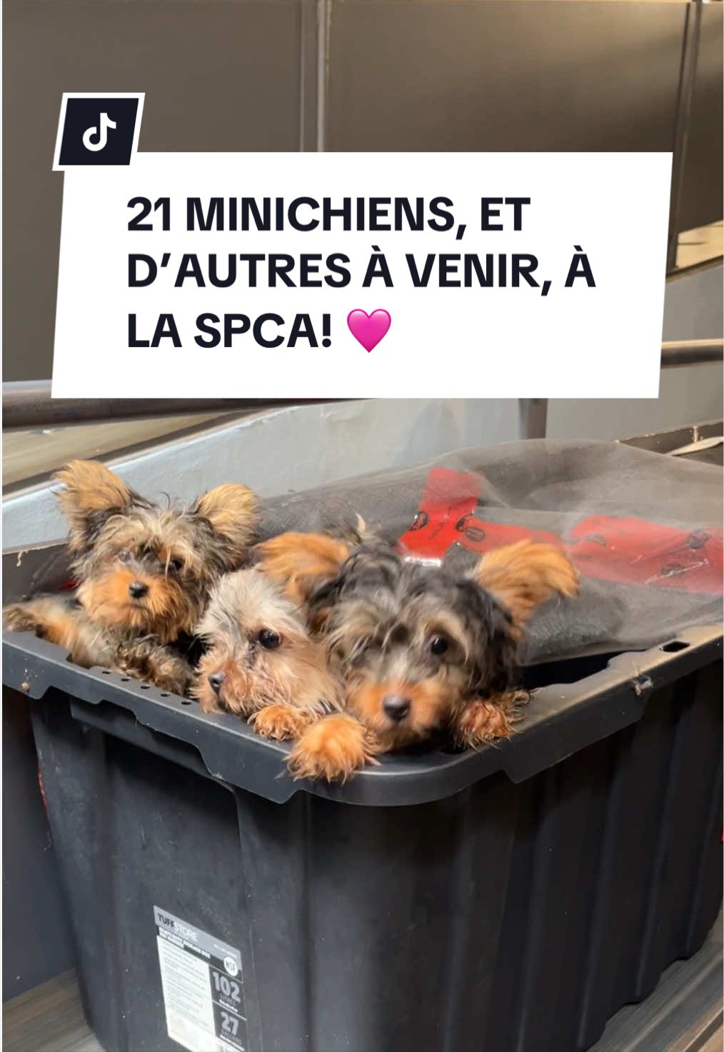 @Montreal SPCA