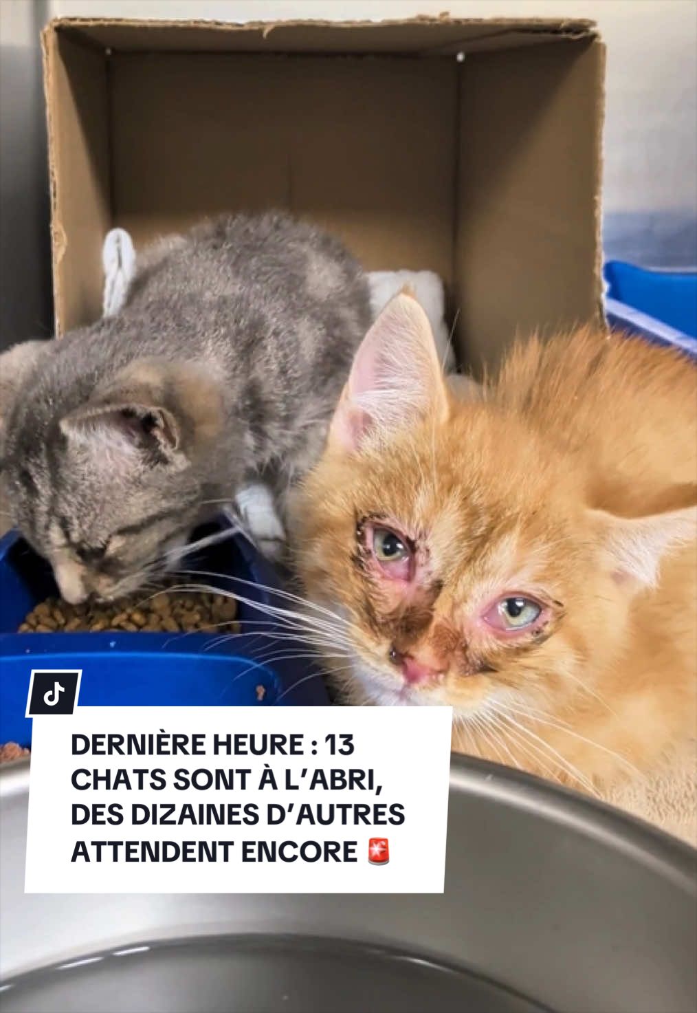 @Montreal SPCA