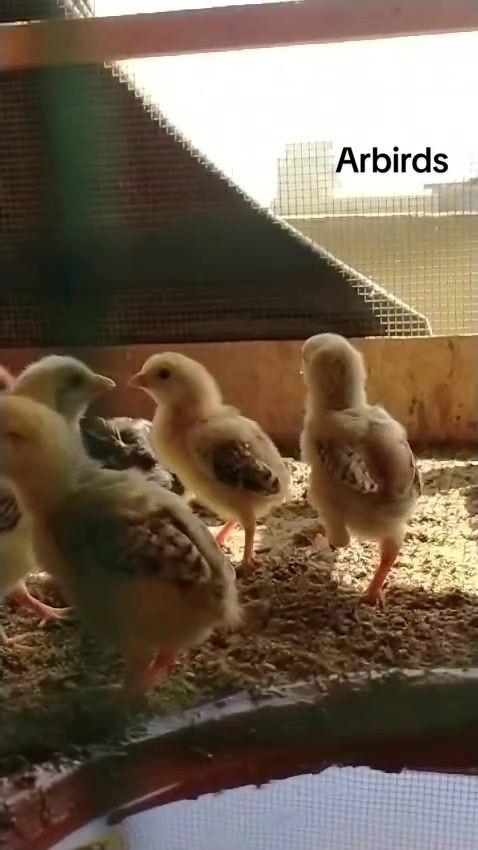 @AR Birds