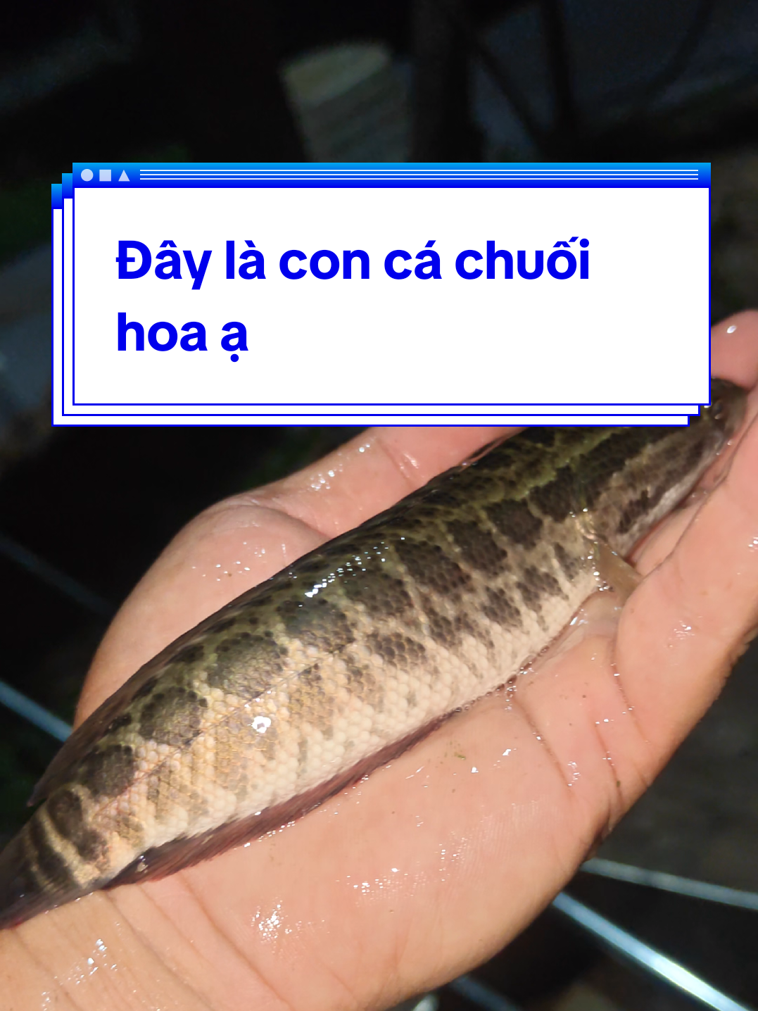 @C&aacute; Chuối Hoa