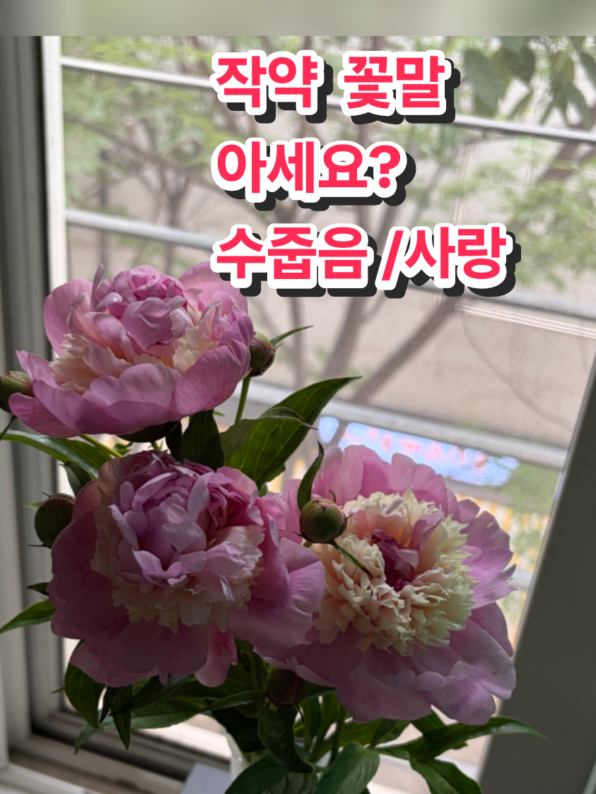 @๐ฐ๐ทํ์ค์คํฐ๋XingXing๐ฐ๐ท
